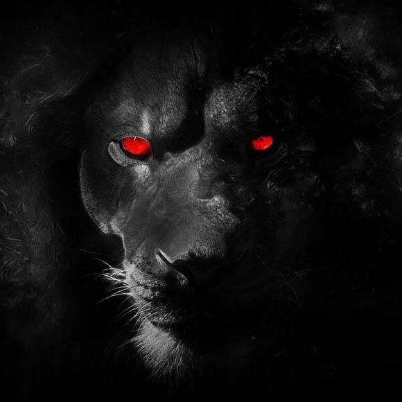 Meet your Posher, Aryeh - Picture 1 of 1